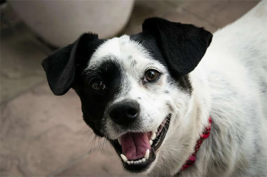 犬がおもちゃを持ってくる3つの理由｜愛犬の気持ちがわかる！