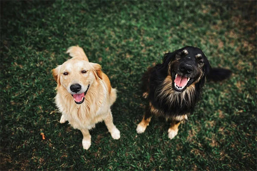 犬がおもちゃを持ってくる3つの理由｜愛犬の気持ちがわかる！