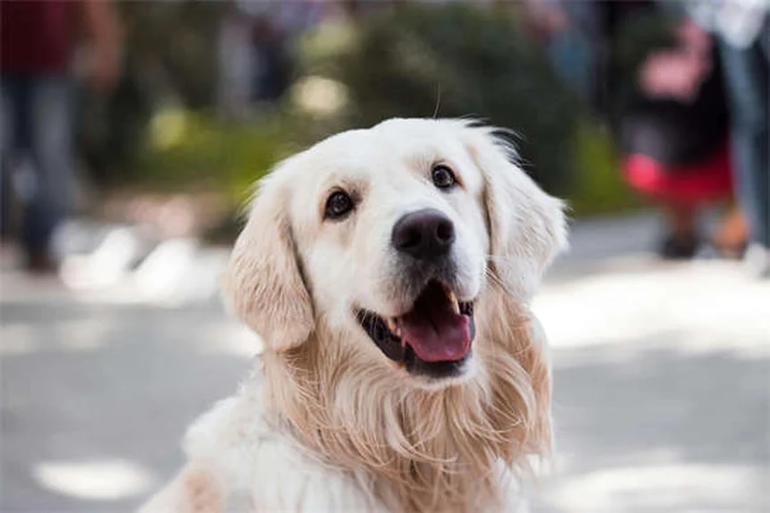 犬がマウンティングする理由と対処法【専門家が解説】