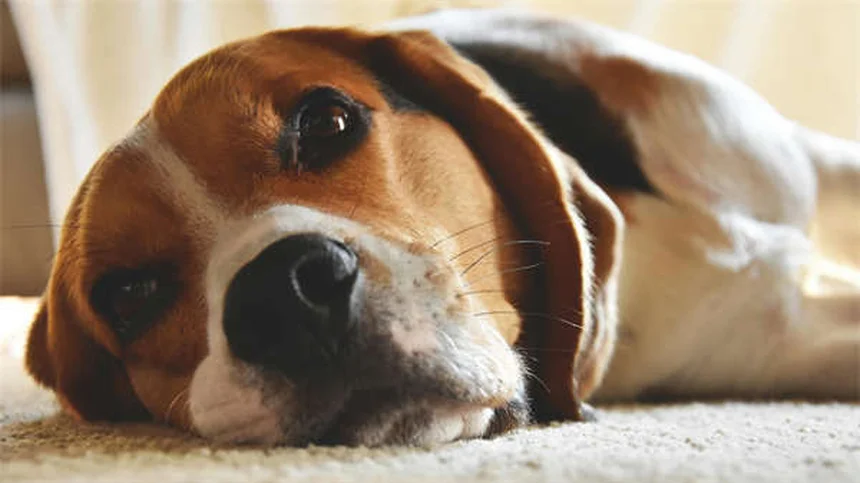 子犬のノミ・ダニ予防はいつから？獣医師が教える開始時期と選び方