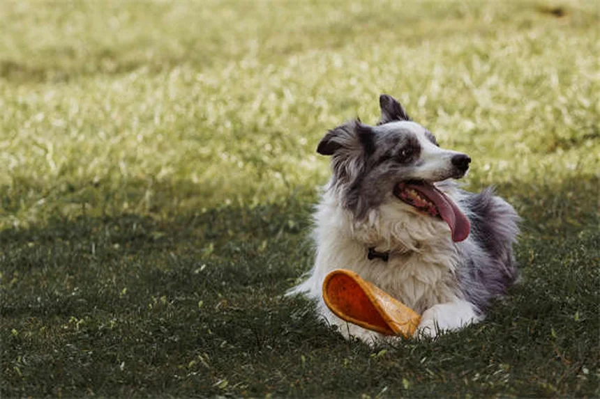 子犬のノミ・ダニ予防はいつから？獣医師が教える開始時期と選び方