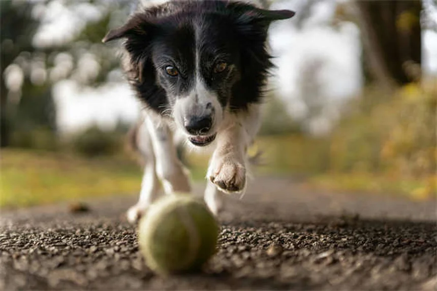 ハウンドドッグの種類と飼い方｜30犬種の特徴を徹底解説