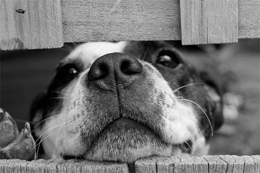 ハウンドドッグの種類と飼い方｜30犬種の特徴を徹底解説
