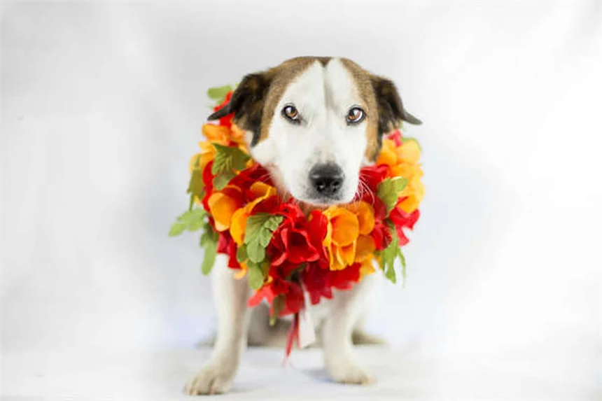 ハウンドドッグの種類と飼い方｜30犬種の特徴を徹底解説