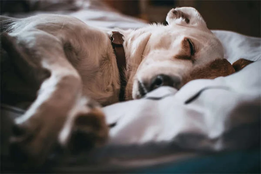 犬猫の吐き気に効くオンダンセトロンとは？獣医が教える正しい使い方