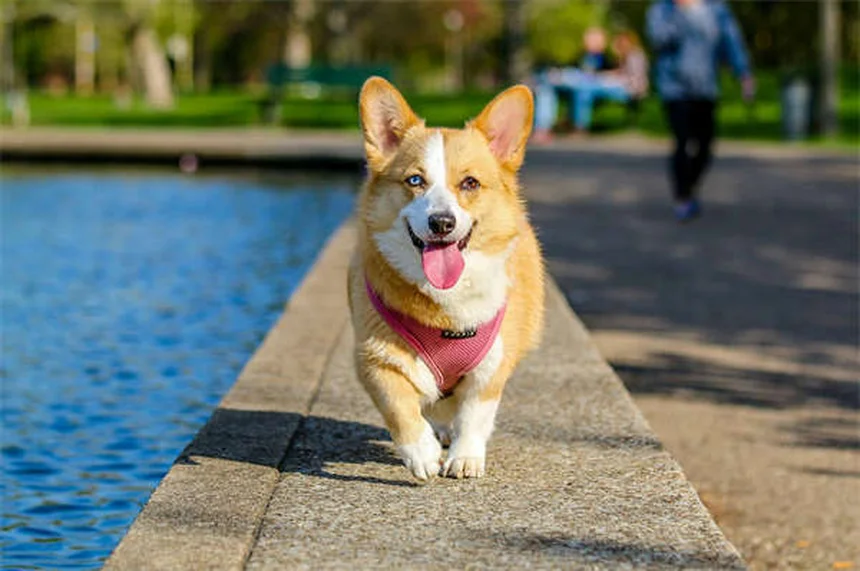 子犬のうんち回数が多い理由とは？獣医が教える正常な排便ペース