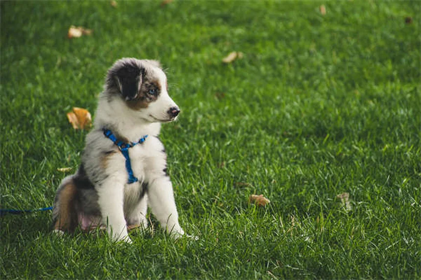子犬のうんち回数が多い理由とは？獣医が教える正常な排便ペース