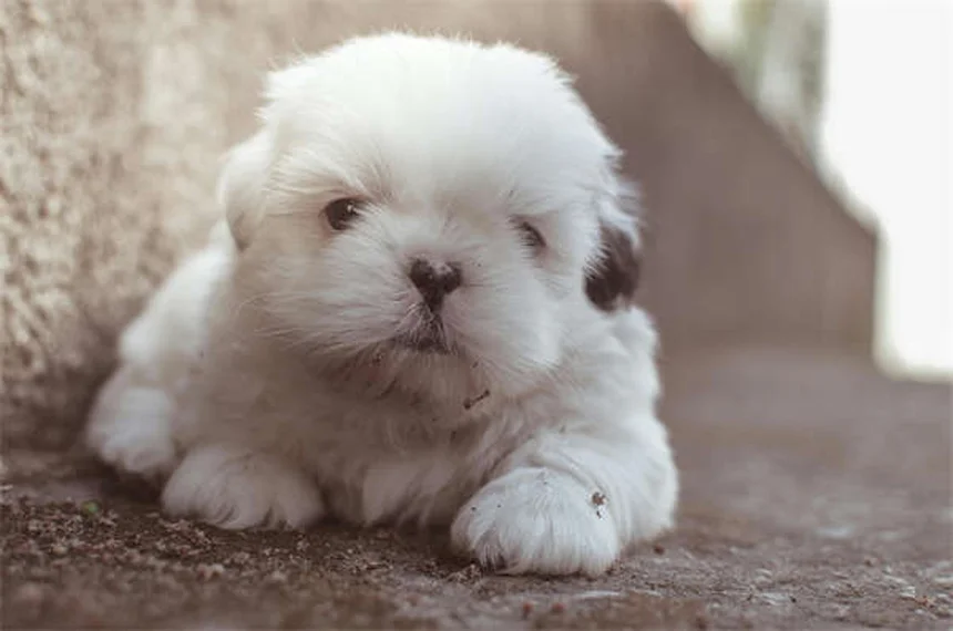 子犬のうんち回数が多い理由とは？獣医が教える正常な排便ペース