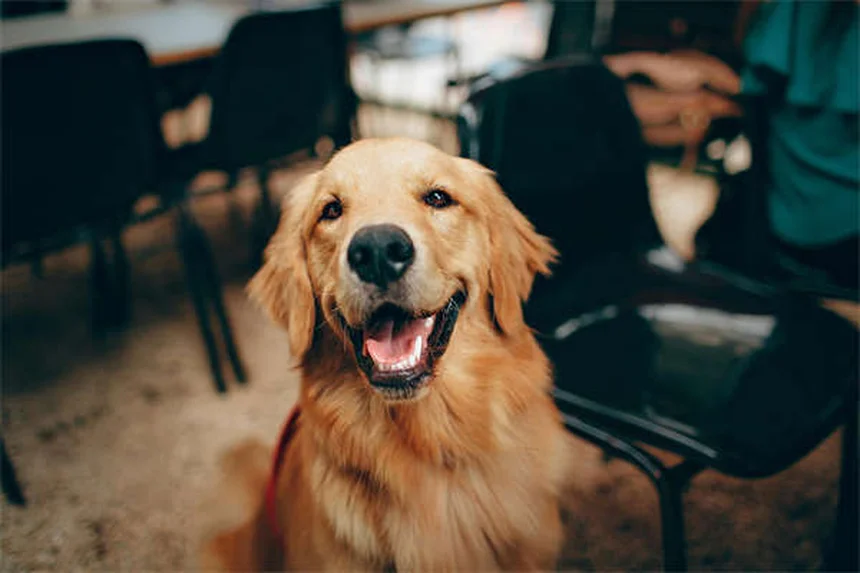 子犬のうんち回数が多い理由とは？獣医が教える正常な排便ペース