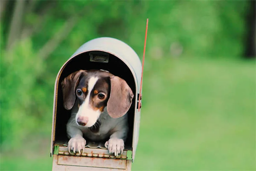 犬のIMHA（免疫介在性溶血性貧血）とは？症状・原因・治療法を徹底解説
