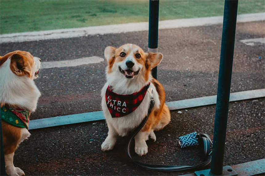 犬のIMHA（免疫介在性溶血性貧血）とは？症状・原因・治療法を徹底解説
