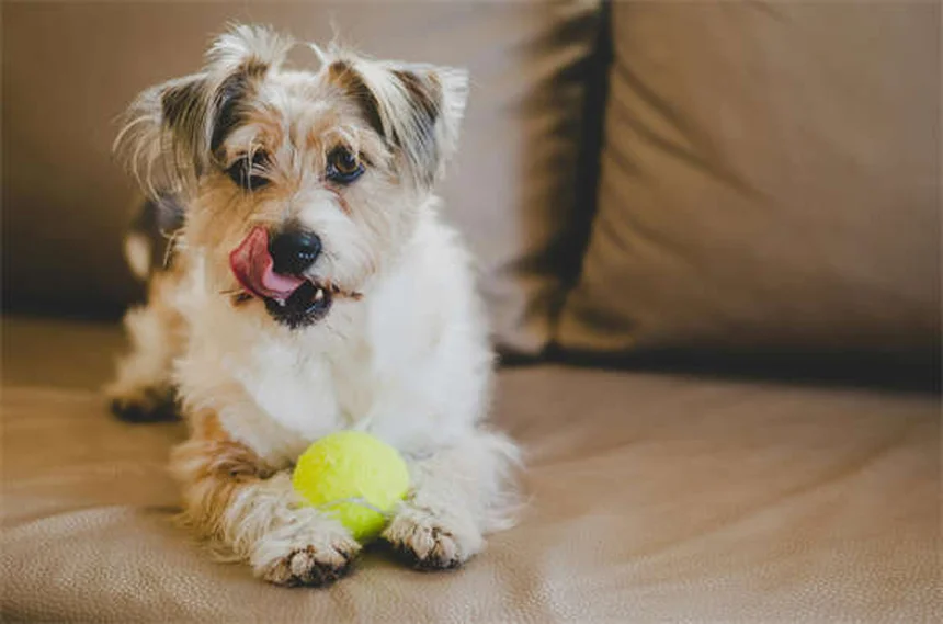犬のIMHA（免疫介在性溶血性貧血）とは？症状・原因・治療法を徹底解説