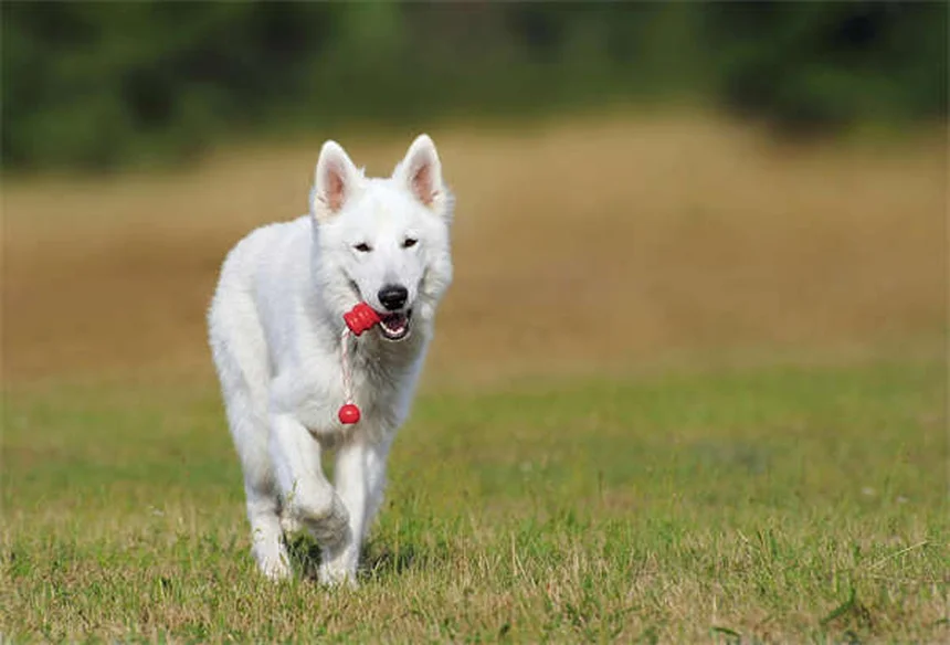 犬の肺挫傷とは？症状から治療法まで徹底解説【獣医師監修】