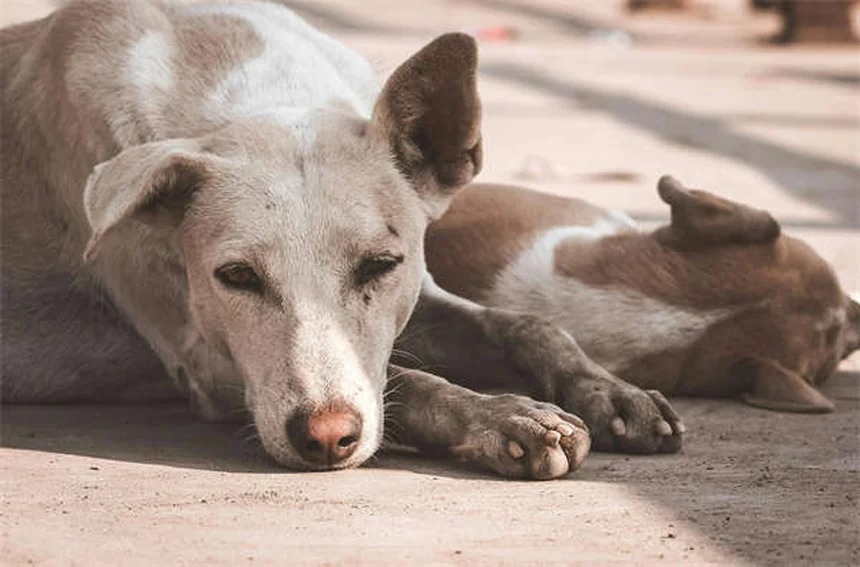 犬猫の吐き気に効くオンダンセトロンとは？獣医が教える正しい使い方