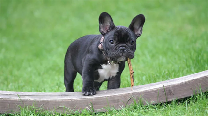 犬猫の吐き気に効くオンダンセトロンとは？獣医が教える正しい使い方