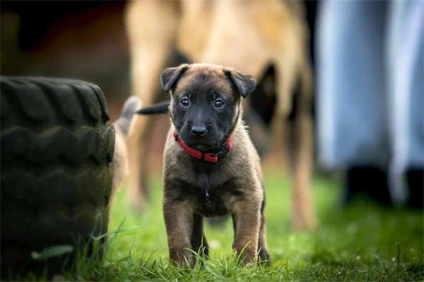 犬猫の吐き気に効くオンダンセトロンとは？獣医が教える正しい使い方
