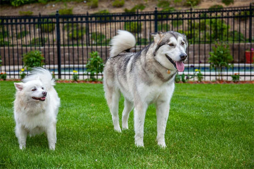日本でも飼える珍しい犬種20選！知られざる魅力と特徴を徹底解説