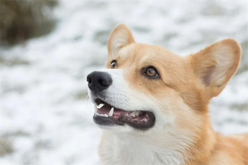 日本でも飼える珍しい犬種20選！知られざる魅力と特徴を徹底解説