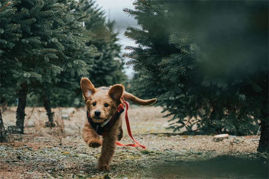 日本でも飼える珍しい犬種20選！知られざる魅力と特徴を徹底解説