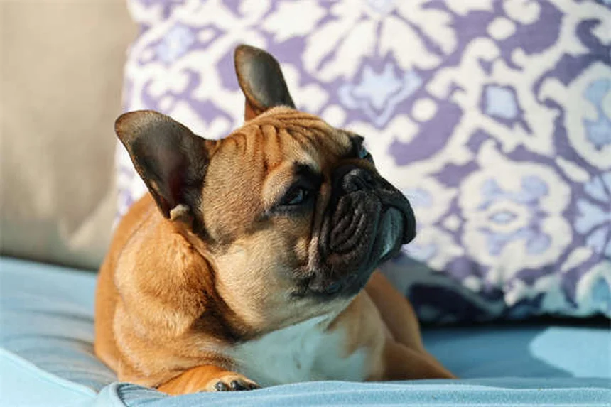 犬の下痢にイモディウムは使える？獣医師が教える正しい使い方