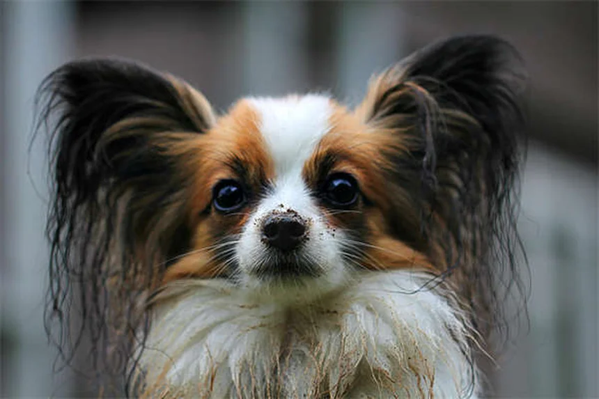 犬の下痢にイモディウムは使える？獣医師が教える正しい使い方