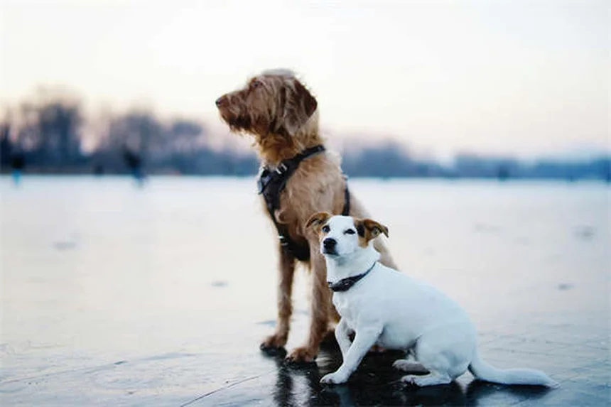 犬の下痢にイモディウムは使える？獣医師が教える正しい使い方