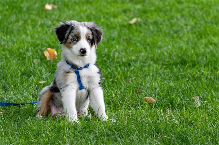 犬の下痢にイモディウムは使える？獣医師が教える正しい使い方
