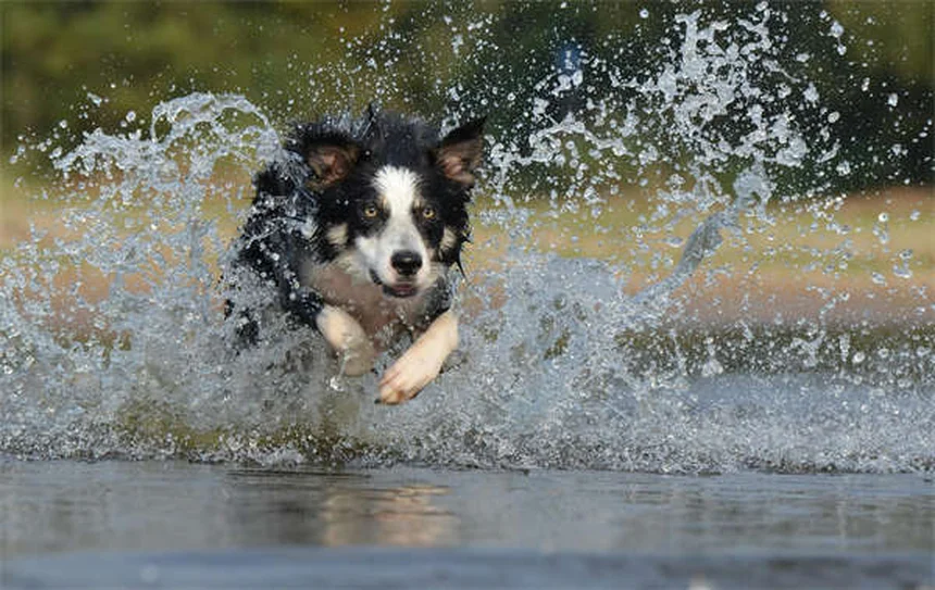 5 Warning Signs Your Dog Has a Perianal Fistula (And What to Do)