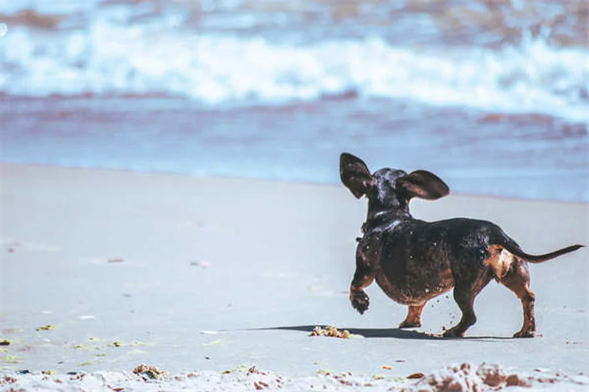 5 Warning Signs Your Dog Has a Perianal Fistula (And What to Do)