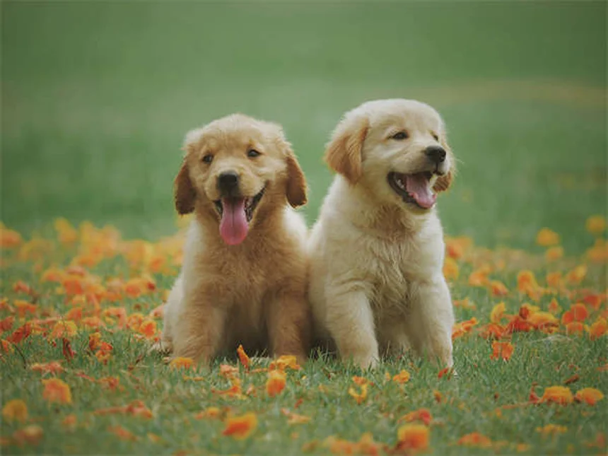 Newborn Puppy Care: Essential Guide for the First 7 Weeks