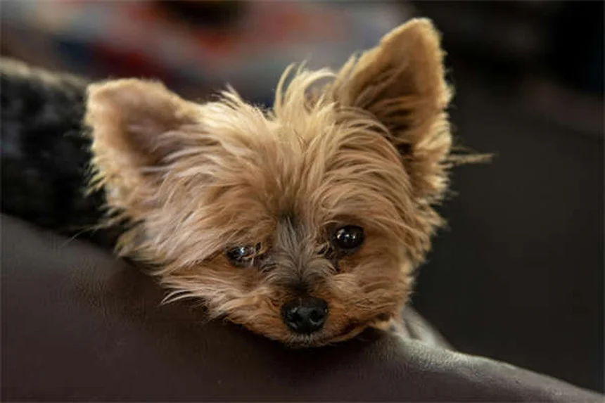 Newborn Puppy Care: Essential Guide for the First 7 Weeks