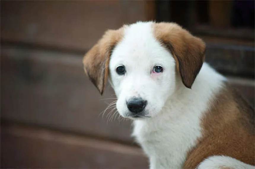 Newborn Puppy Care: Essential Guide for the First 7 Weeks
