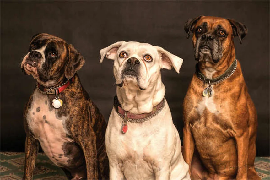 Cosequin vs Dasuquin: Which Joint Supplement is Best for Your Pet?