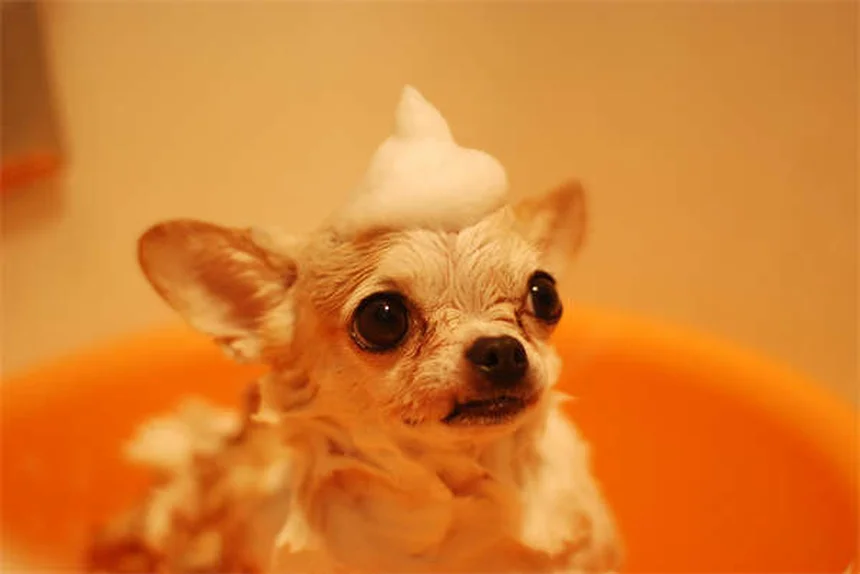 How to Stop Your Puppy From Peeing in the House: 7 Proven Training Tips