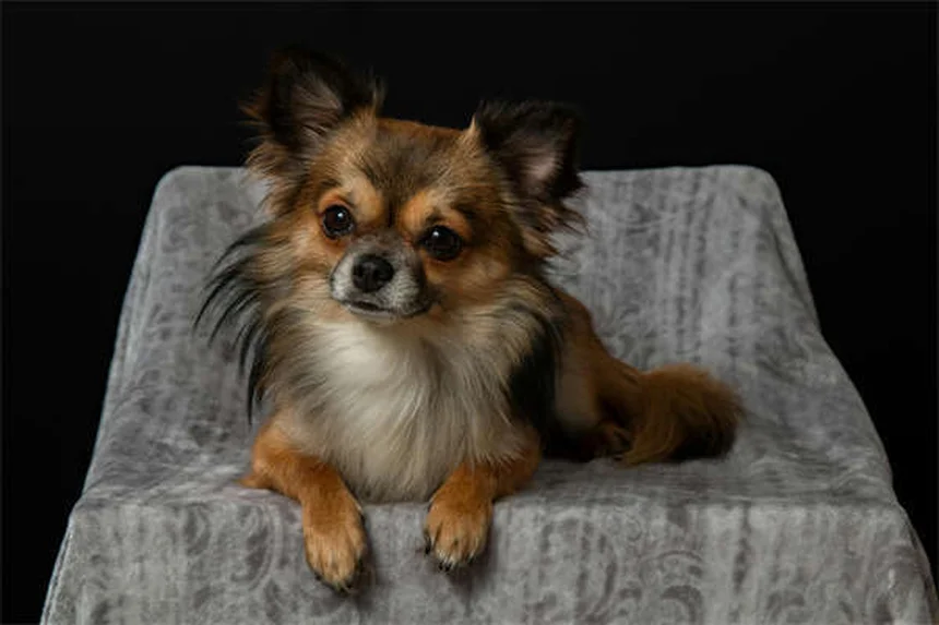 Puppy's First Night Home: 5 Expert Tips for a Smooth Transition