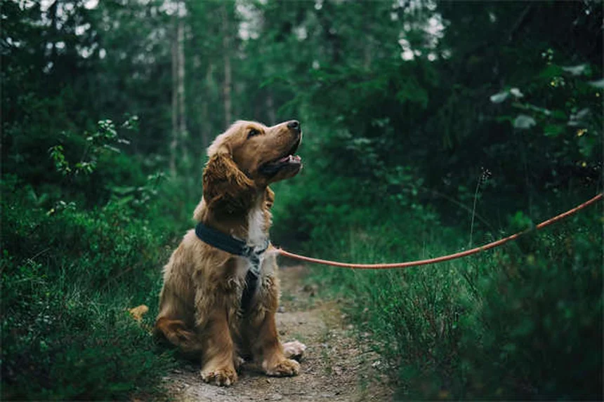 Puppy's First Night Home: 5 Expert Tips for a Smooth Transition