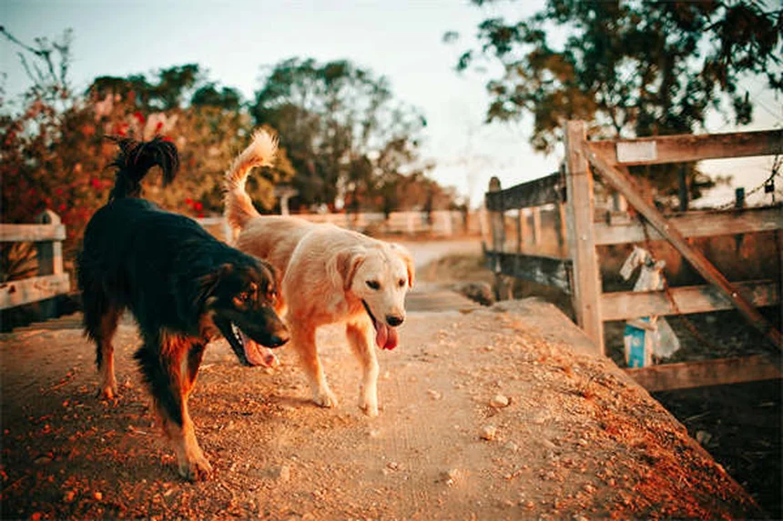 How to Choose the Perfect Dog Crate Size: Expert Guide for Pet Safety