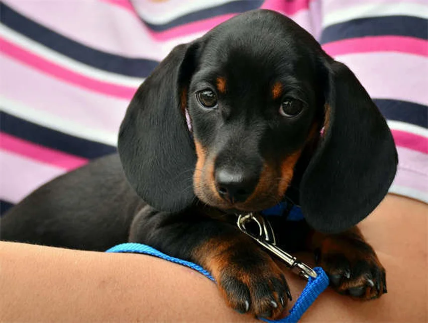 Dog Runny Nose: 5 Common Causes & When to Worry