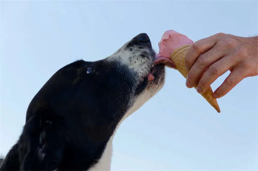 Dog Runny Nose: 5 Common Causes & When to Worry