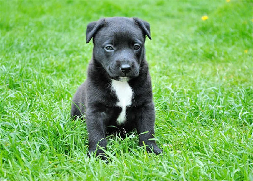 Dog Runny Nose: 5 Common Causes & When to Worry