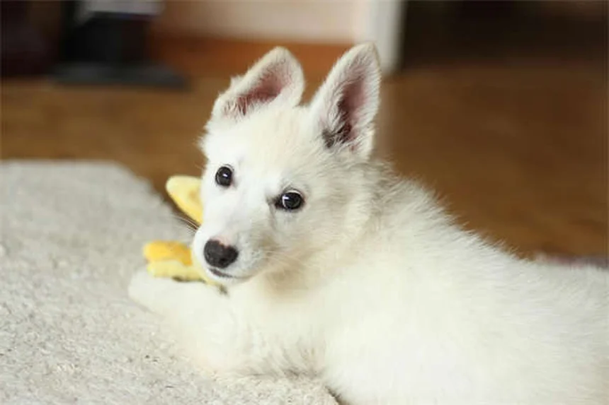 Dog Runny Nose: 5 Common Causes & When to Worry