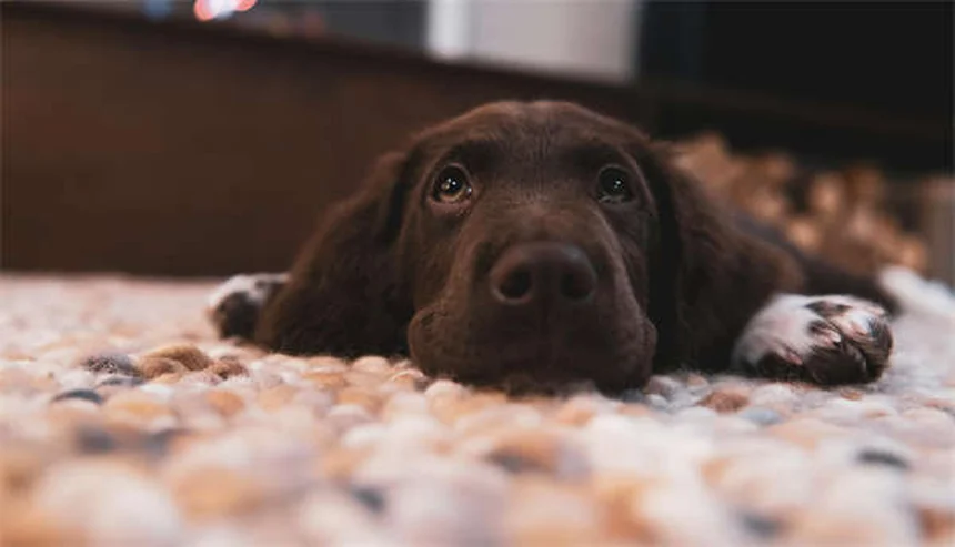 DIC in Dogs: Warning Signs, Causes & Emergency Treatment