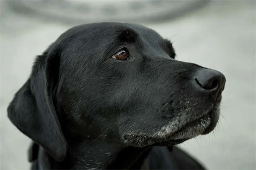 DIC in Dogs: Warning Signs, Causes & Emergency Treatment