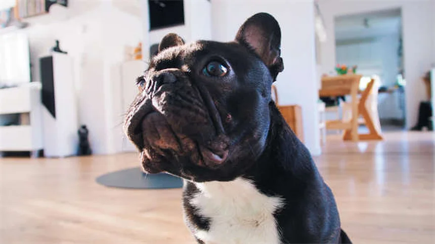 5 Essential Tips for Soothing Your Teething Puppy's Pain