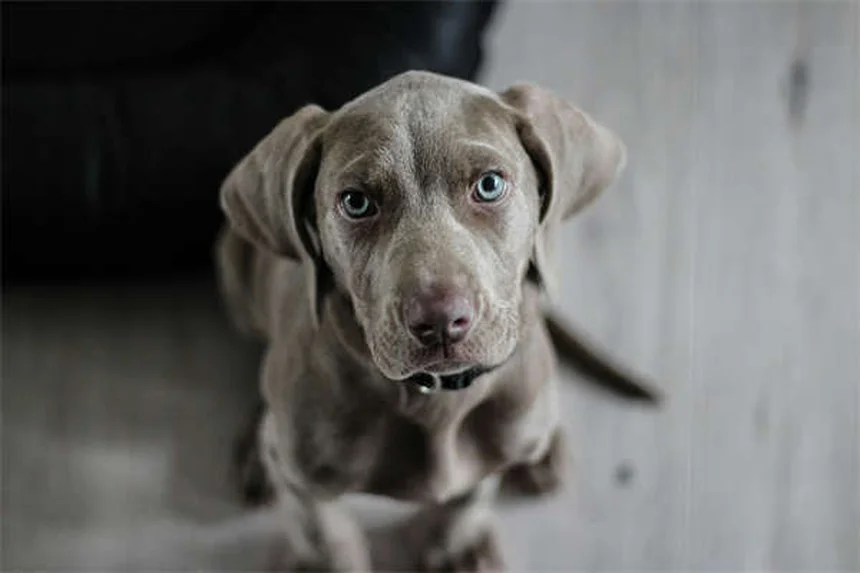 How to Calm Your Pet at the Vet: 7 Proven Tips from Experts