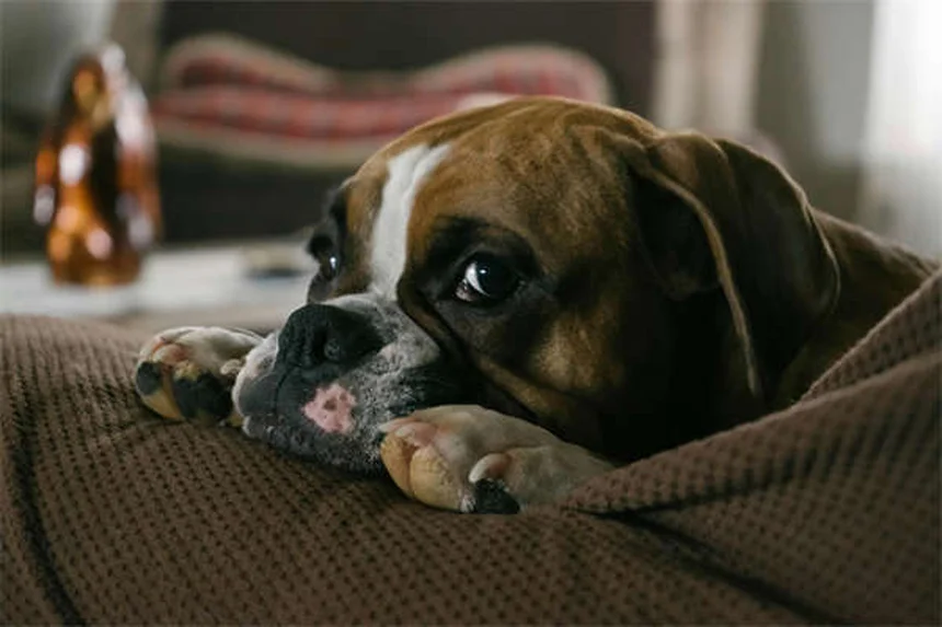 Testicular Tumors in Dogs: Symptoms, Treatment & Prevention