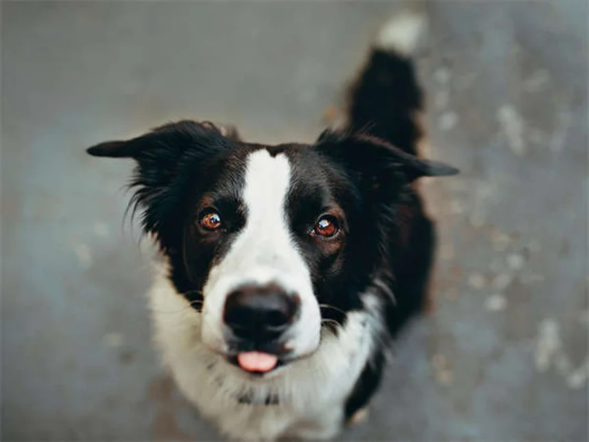 Puppy Strangles: 5 Warning Signs Every Dog Owner Must Know