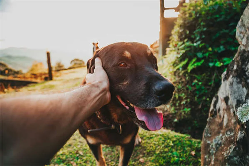 Puppy Strangles: 5 Warning Signs Every Dog Owner Must Know