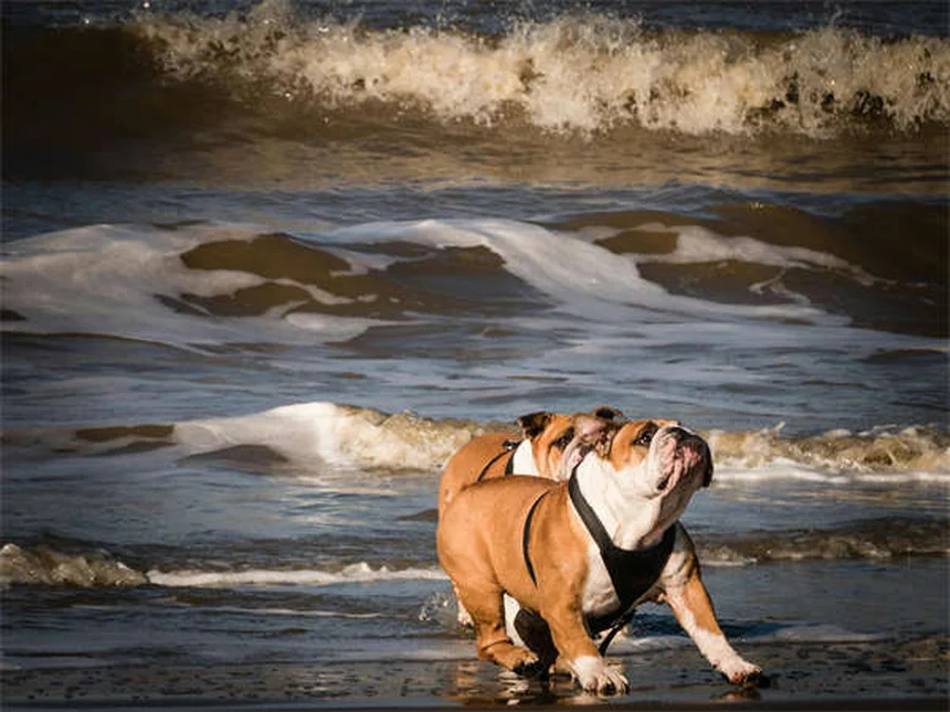 Why Do Dogs Lick You? 7 Surprising Reasons Behind This Behavior