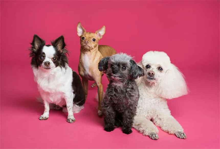 犬の避妊手術とは？メリットと術後ケアを徹底解説